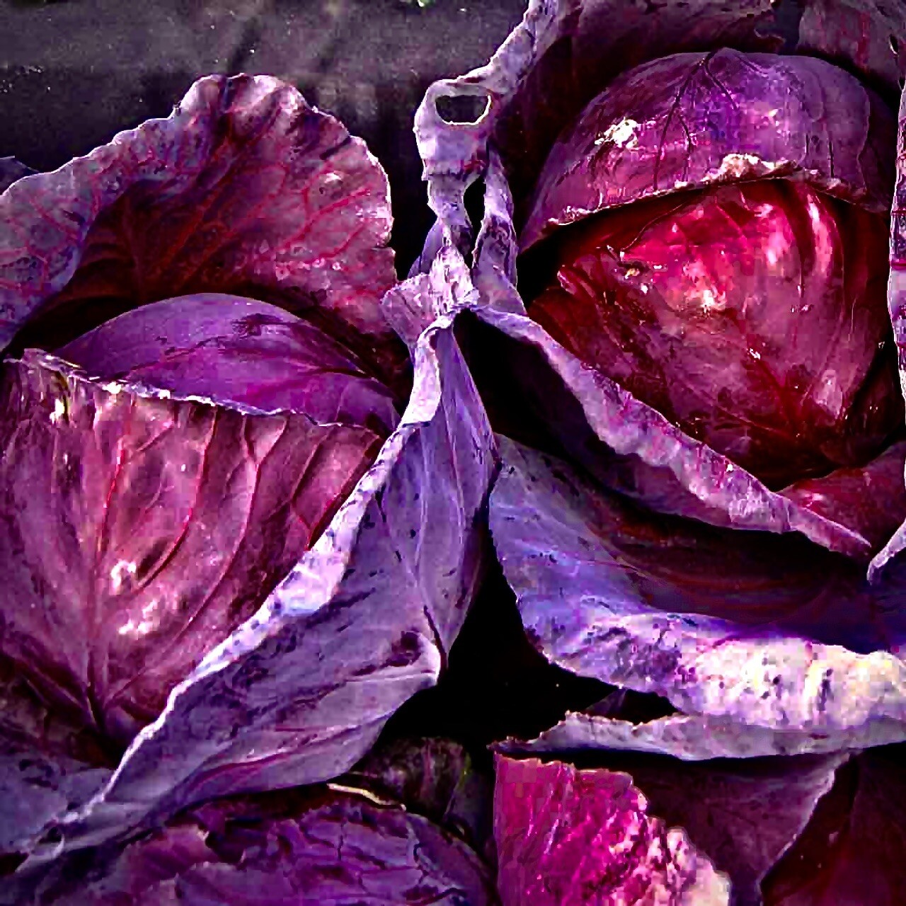 Red Acre Cabbage Seeds | Non-GMO | Fresh Garden 200+ Seeds| Heirloom|
