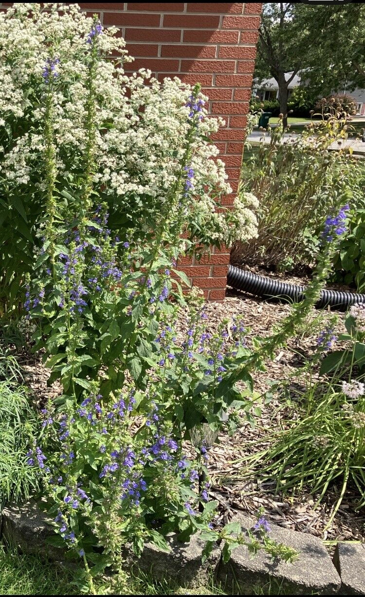 Great Blue Lobelia, Blue Cardinal Flower- Lobelia siphilitica Seeds 100+ count