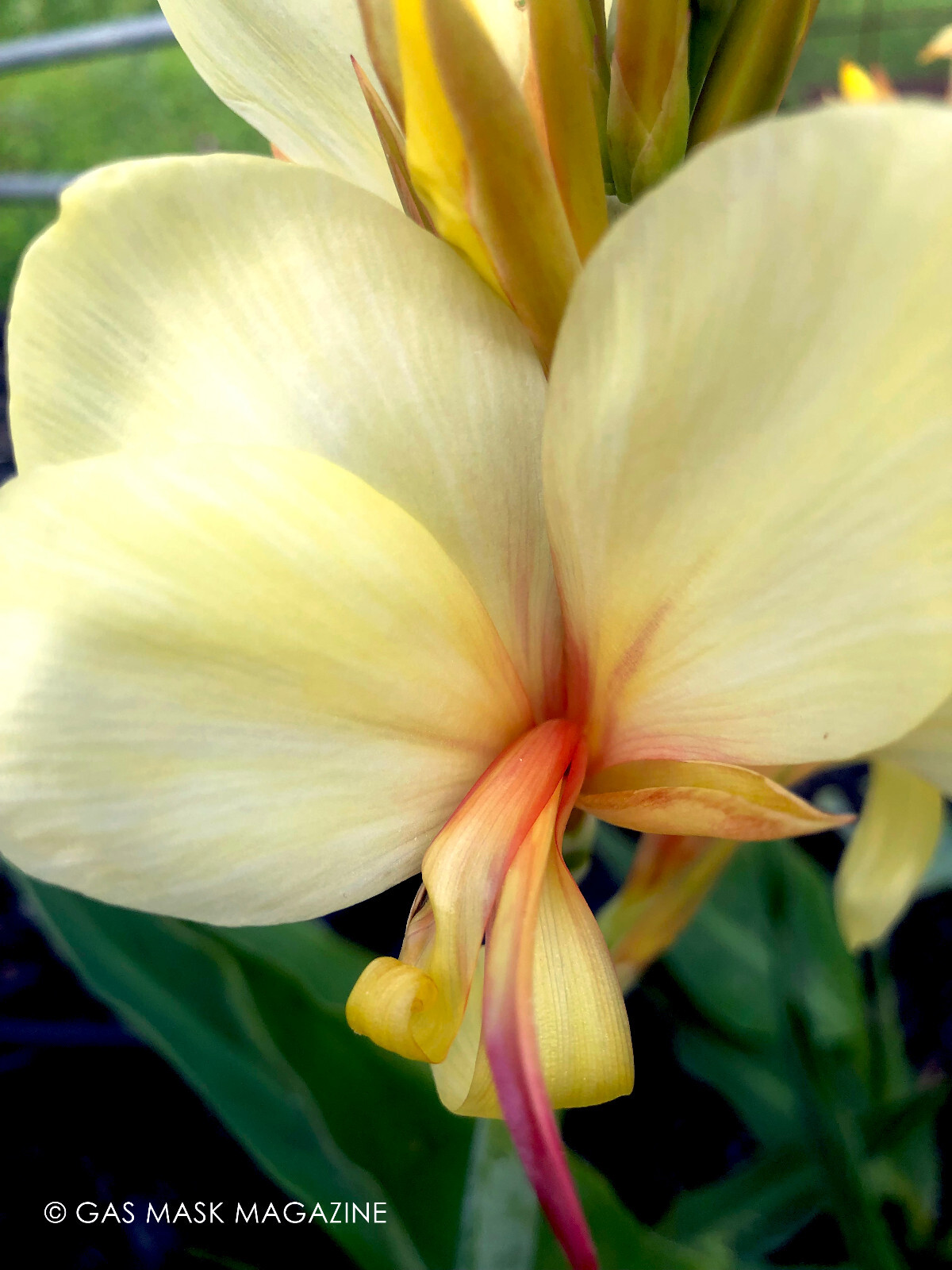 Canna Lily Rhizome, Davia (Creamy Yellow Blooms)