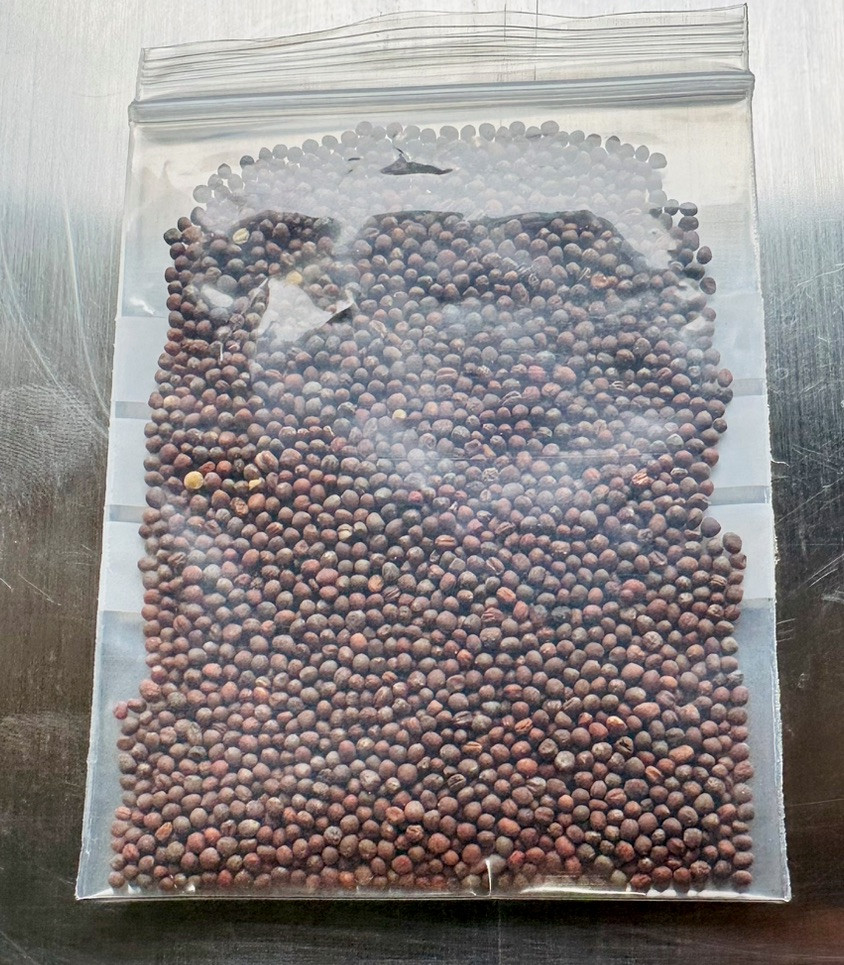 Organic Non-GMO Broccoli Seeds Sprouting Sprouts Microgreens 3oz of Pure *NEW*