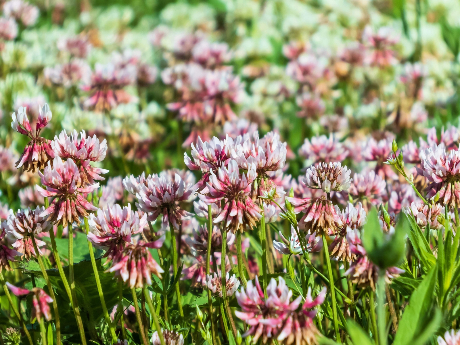 1500 ALSIKE CLOVER Trifolium Hybridum Pink & White Flower Legume Seeds *FlatShip