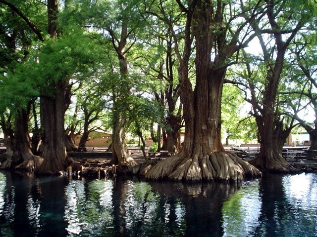 Montezuma Bald Marsh Cypress Tree Seeds (Taxodium mucronatum) Fast, Bonsai, Rare