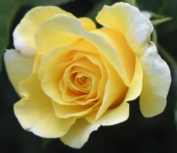 5 YELLOW ROSE Rosa Bush Shrub Perennial Flower Seeds *Flat S/H