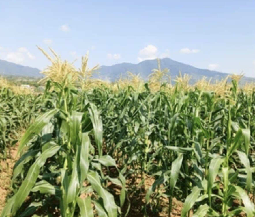 Multi Color Corn, Heirloom Native American Maize. Organic Non GMO, 10 Seeds