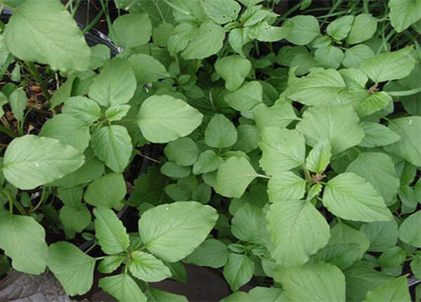 GREEN SPINACH, AMARANTH SEEDS, RAU DỀN CƠM , 绿菠菜 | 99% GERMINATION |