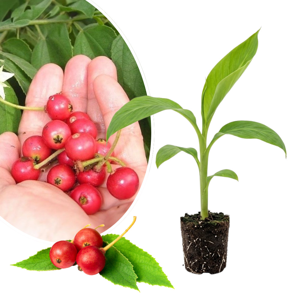 Red Strawberry Jamaican Cherry Live Plants 4-6 Inches Tall Rooted Muntingia