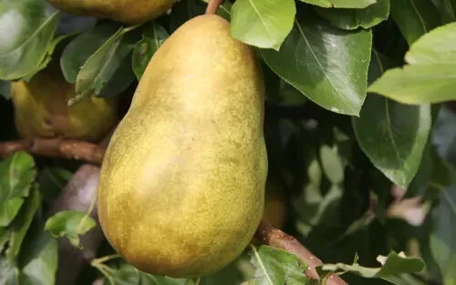 25+ Gorham Pear Seeds for Garden Planting – USA – FREE SHIPPING!