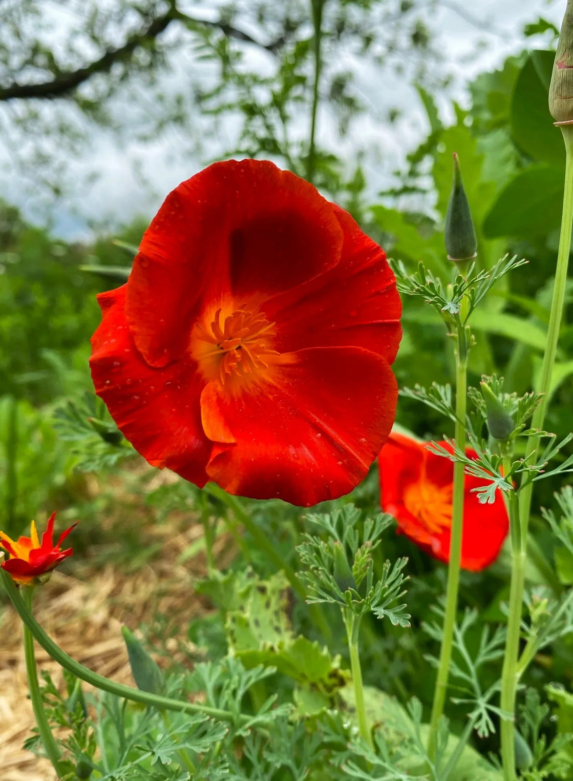 Red Chief California Poppy Seeds – For 2025 Planting Scarlet Flanders Poppies