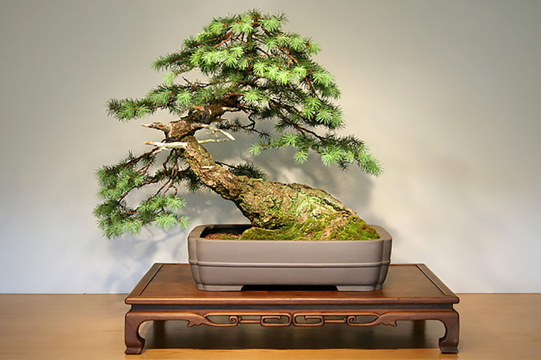 Green Douglas Fir, Pseudotsuga menziesii, Tree Seeds