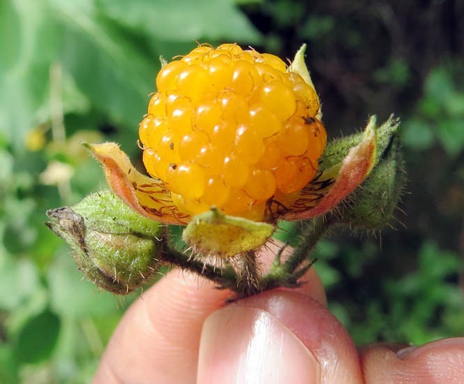 Rubus ellipticus | Ainselu | Golden & Himalayan Raspberry | 50_Seeds