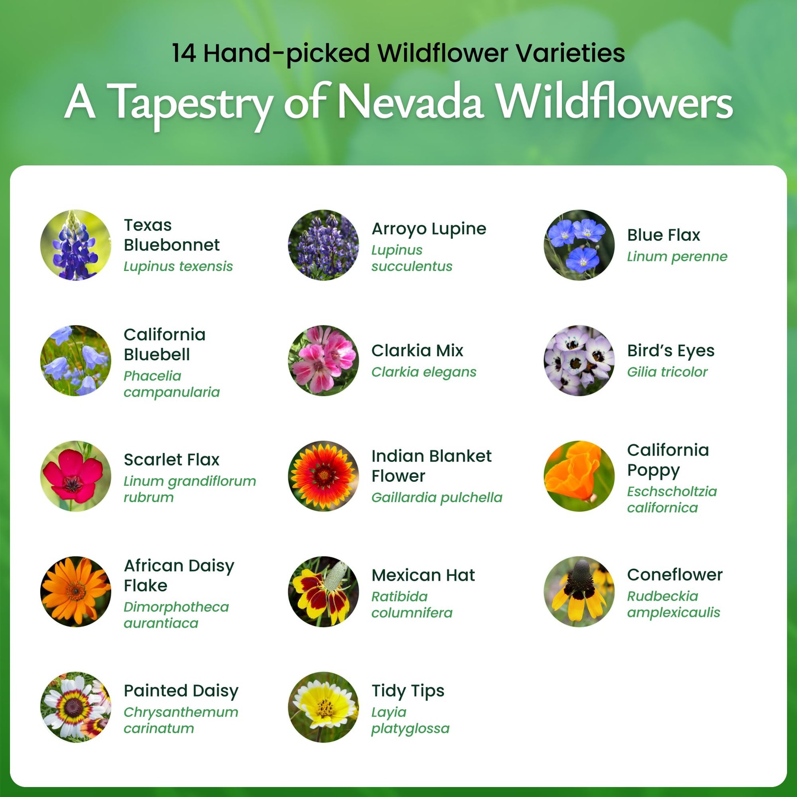 Nevada Wildflower Seed Mix, 14 Flower Varieties, 30,000 Seeds