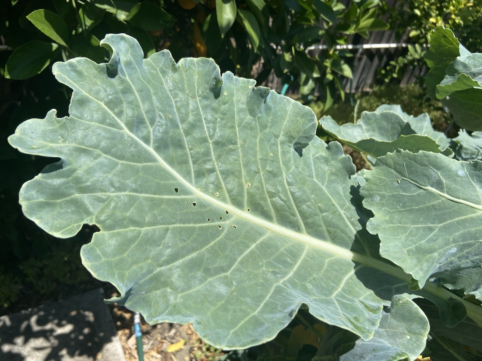 TREE COLLARD SEEDS – 100+ seeds – California variety “MONTARA” – 7 feet tall