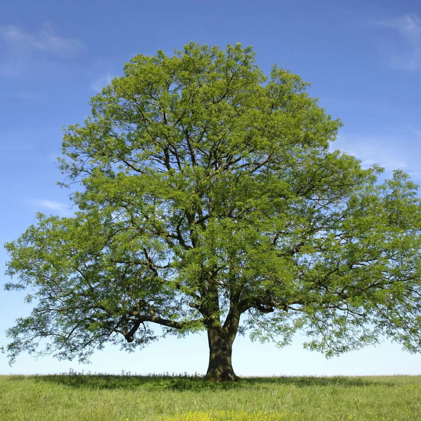 3 Green Ash Tree 12-24″ Fraxinus pennsylvanica Bare Root