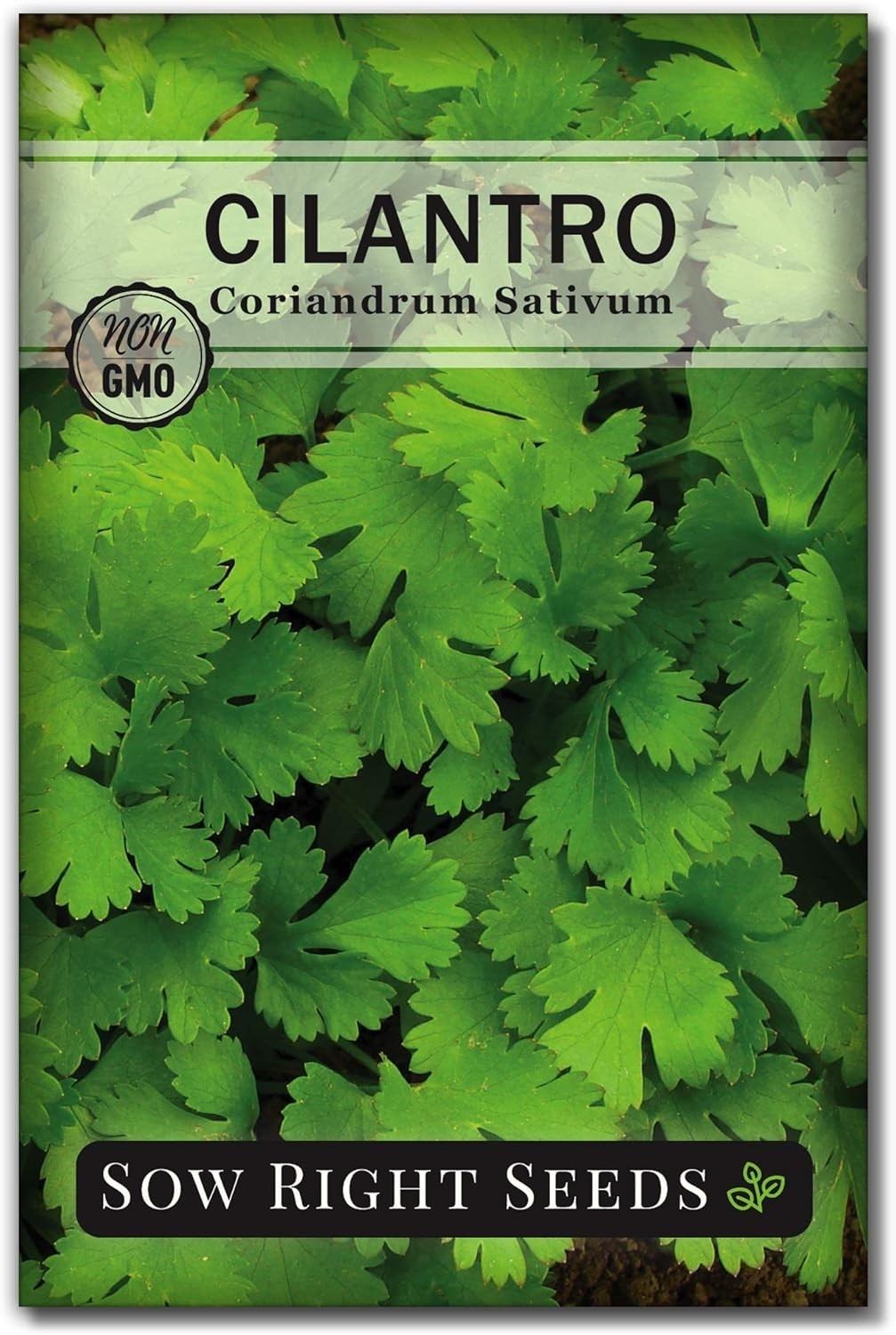 Non-GMO Cilantro Seeds – Heirloom Packet for Easy Indoor & Outdoor Herb Garden