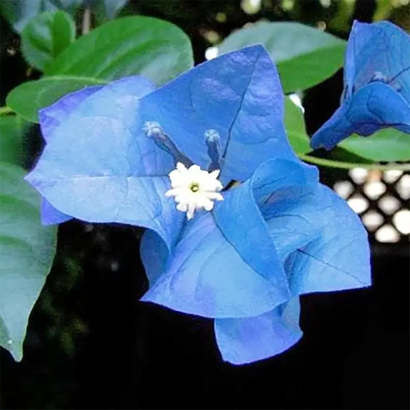 Multicolor Bougainvillea, Trangular Plum-South American Jasmine 50 Seeds , Strik