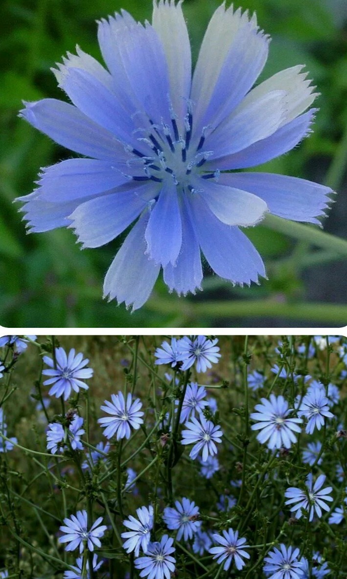 20+ chicory, BLUE BEAUTY flower, COFFEE SUBST, seeds! USA seller