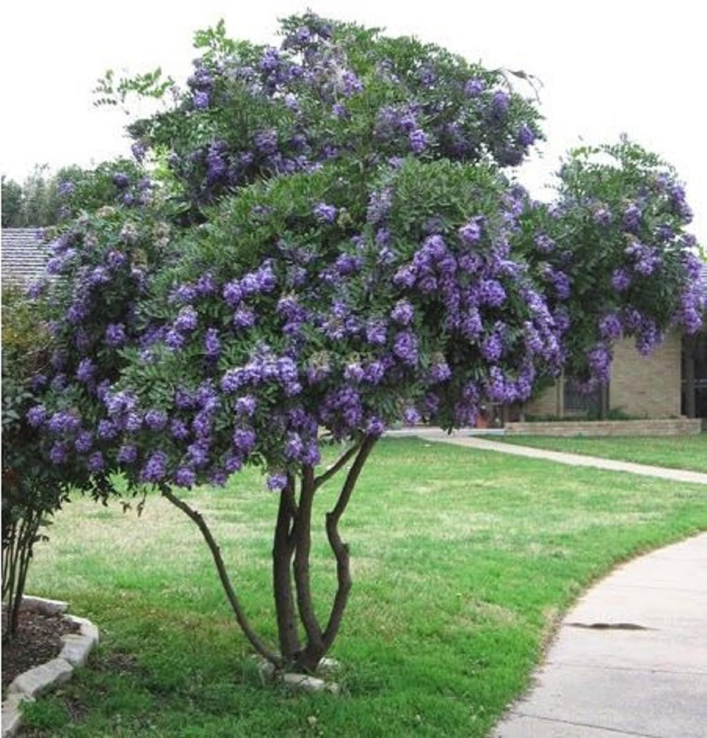 Sophora Secundiflora aka Texas Mountain Laurel, 10 Seeds USPS Ground Shipping!