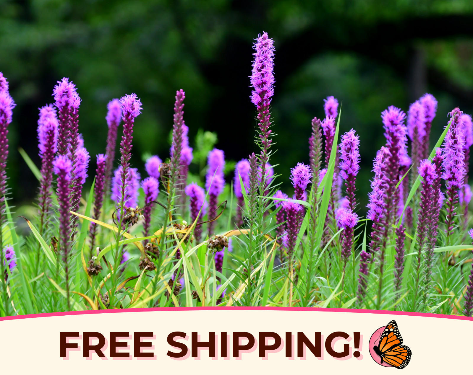 550+ Blazing Star Prairie Seeds | Native Wildflower Garden Seed for Pollinators