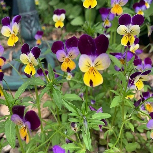 1,000 To 5,000 Heirloom Johnny Jump Up Viola Pansy Seeds (Viola tricolor) Fresh