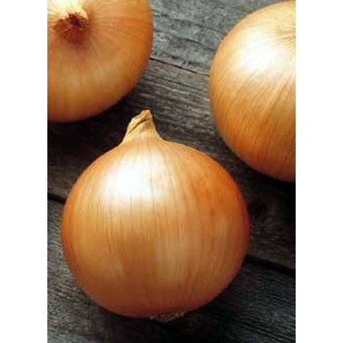 Onion Candy Hybrid Great Vegetable by Seed Kingdom 40 Seeds