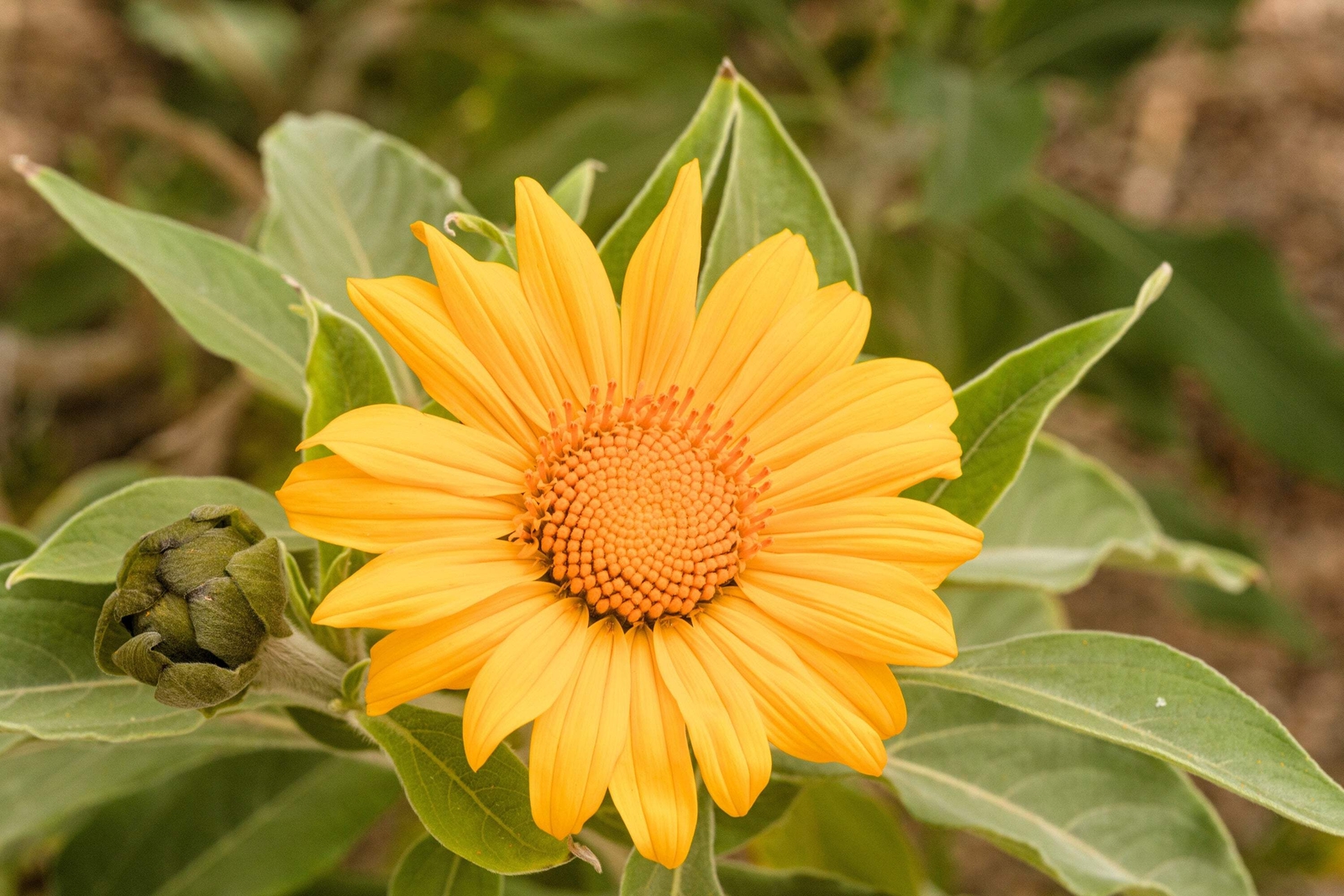 25 YELLOW TORCH MEXICAN SUNFLOWER Tithonia Speciosa Flower Seeds *Flat S/H