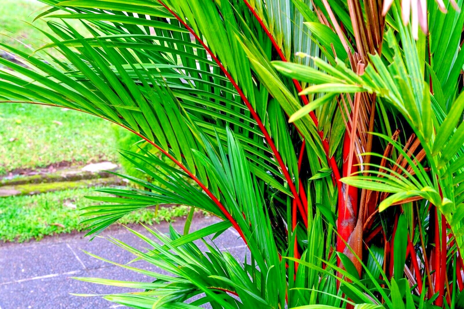 20 RED SEALING WAX “LIPSTICK” PALM TREE SEEDS (Cyrtostachys renda) House Plant