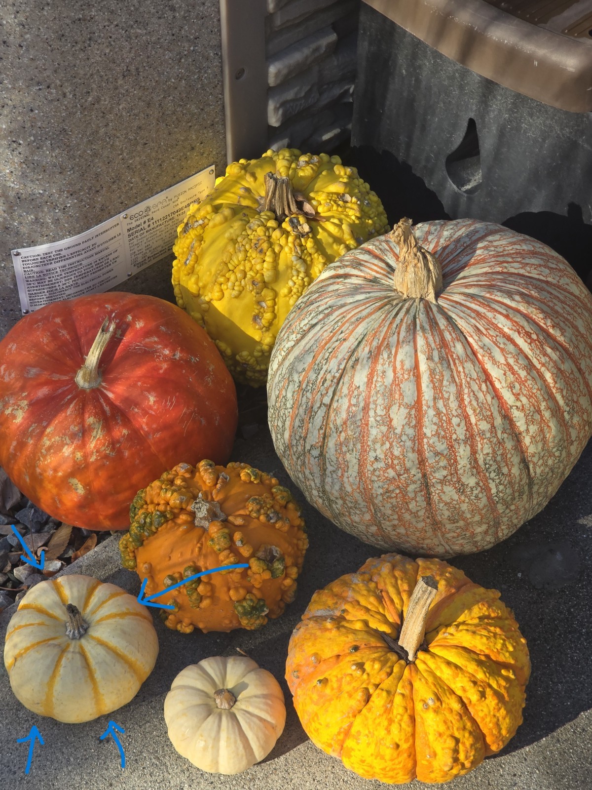 10+ Dwarf Baby Tiger Stripe Pumpkin Seeds Ornamental Fall Decor