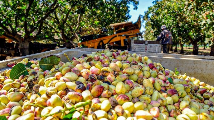 Pistachio Nut Tree Seeds (Pistacia vera) Hardy-Zone 7 Edible Garden Plant