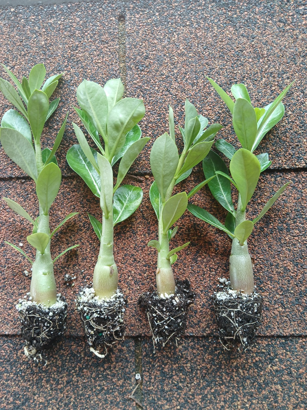 Desert Rose Live Plants, 4 Pack, Adenium Obesum, Mixed Color Blooms, Bulk Plants