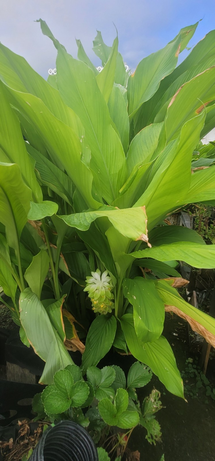 2026 Mango Turmeric Rhizomes For Planting – FREE Shipping