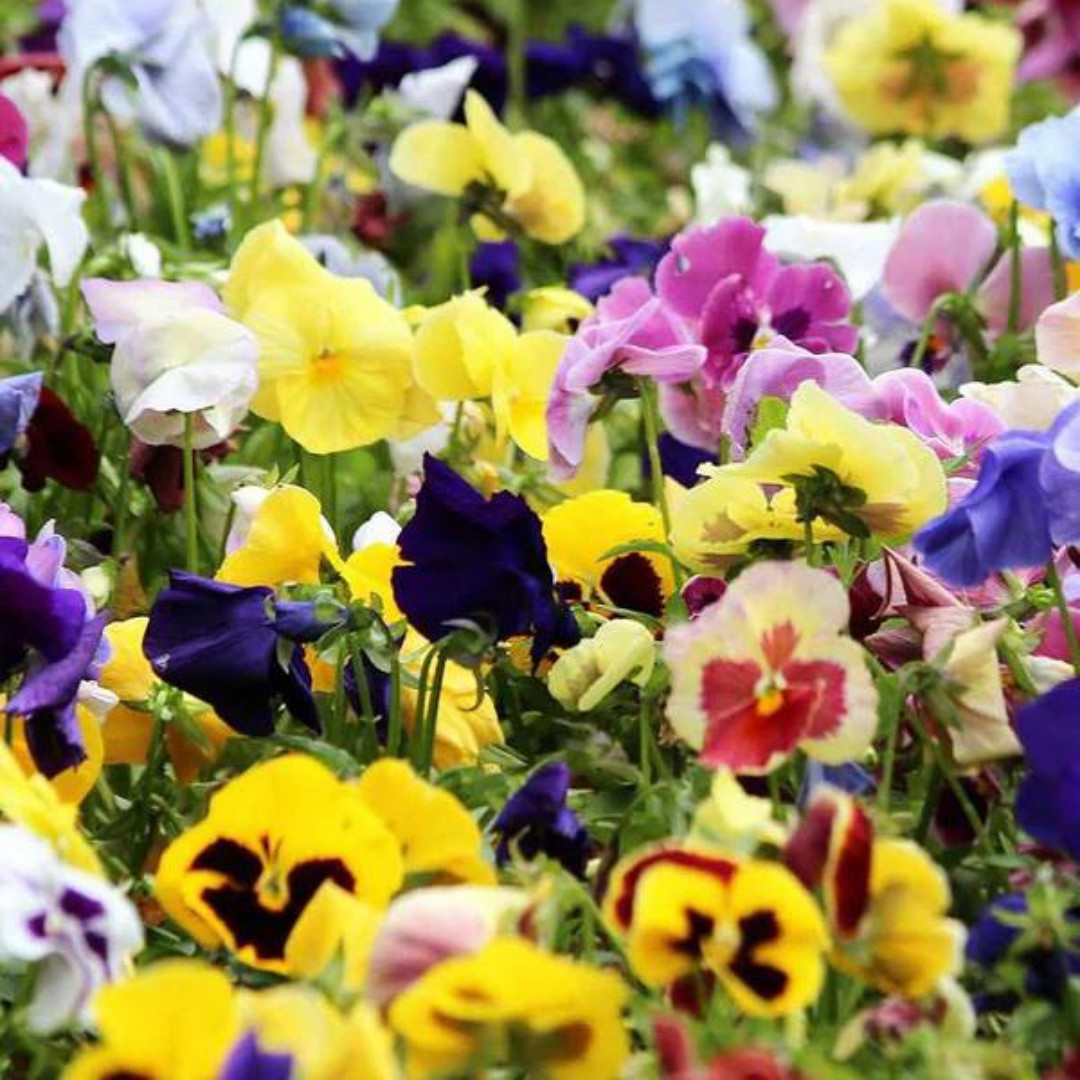 Fresh Premium Pansy Seeds | Swiss Giants | Heirloom Non-GMO | Flower seeds