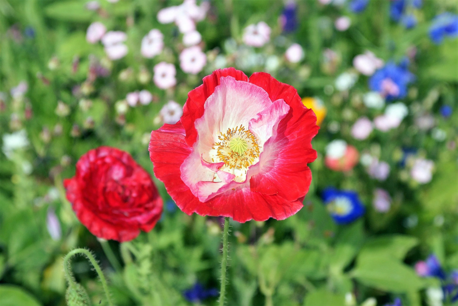 200 AFGHAN RESELECTED Blue POPPY Mixed Colors Papaver Pink Purple Flower Seeds