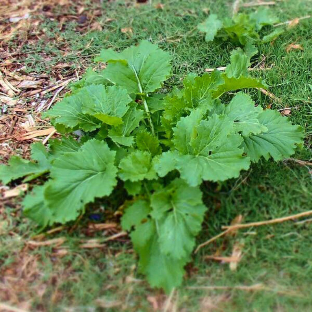 Fresh Wasabi Mustard Green Seeds | Heirloom Non-GMO | Asian Vegetable Seeds