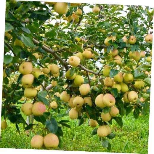 35+pcs Perennial Pear Fruits Tree Seeds for Planting Outdoor