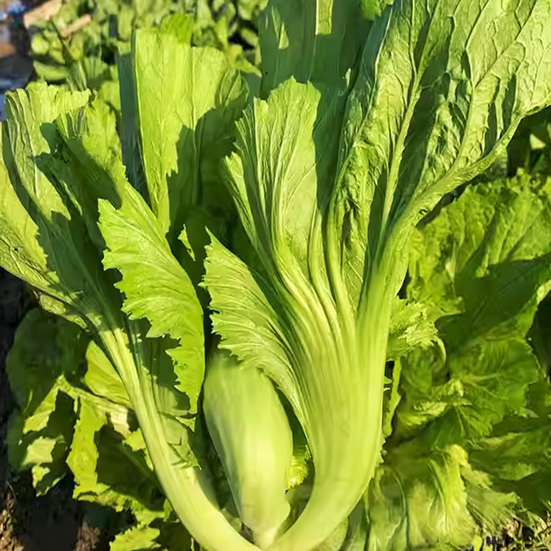 Da Ping Pu Chinese Mustard Greens Seeds | Stem Head Cabbage Choy 芥菜 Seed 2024