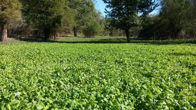 3 LBS DEER GREENS PURPLE TOP TURNIP DAIKON RADISH RAPE SEED DEER FOOD PLOT SEED