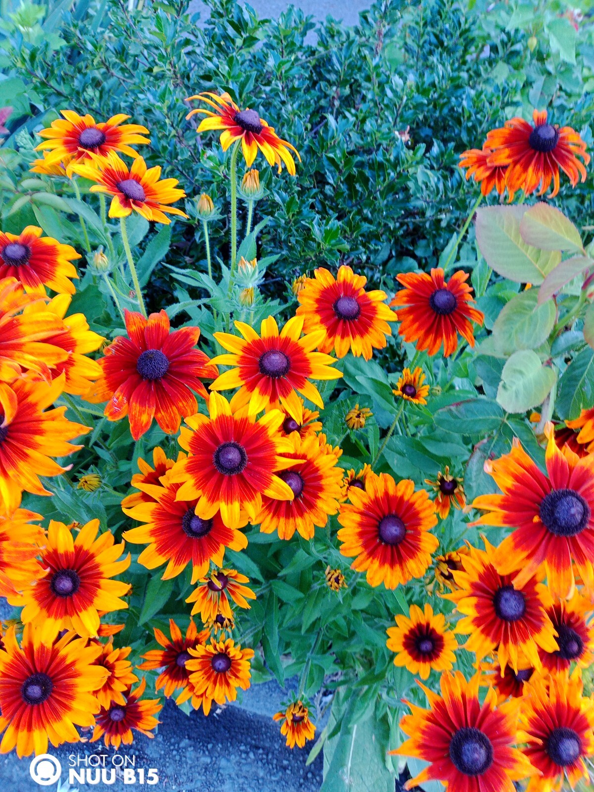 Echibeckia “Summerina” Echinacea x Rudbeckia Cross Seed