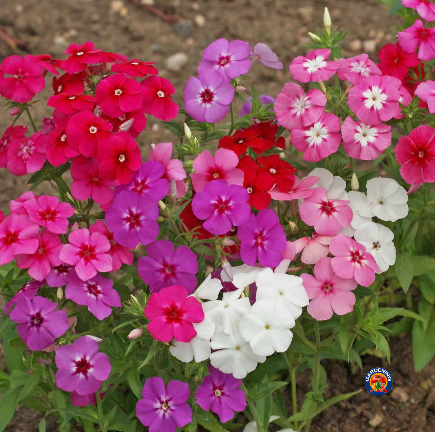 1oz Mixed Drummond Phlox Drummondii Flower Seeds (15,000+ Seeds)
