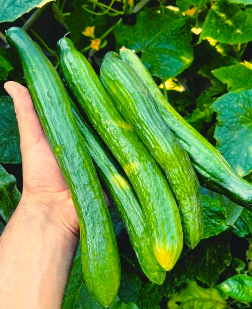 English Telegraph Burpless Cucumber Seeds | Heirloom Crisp Cucumbers Seed 2025