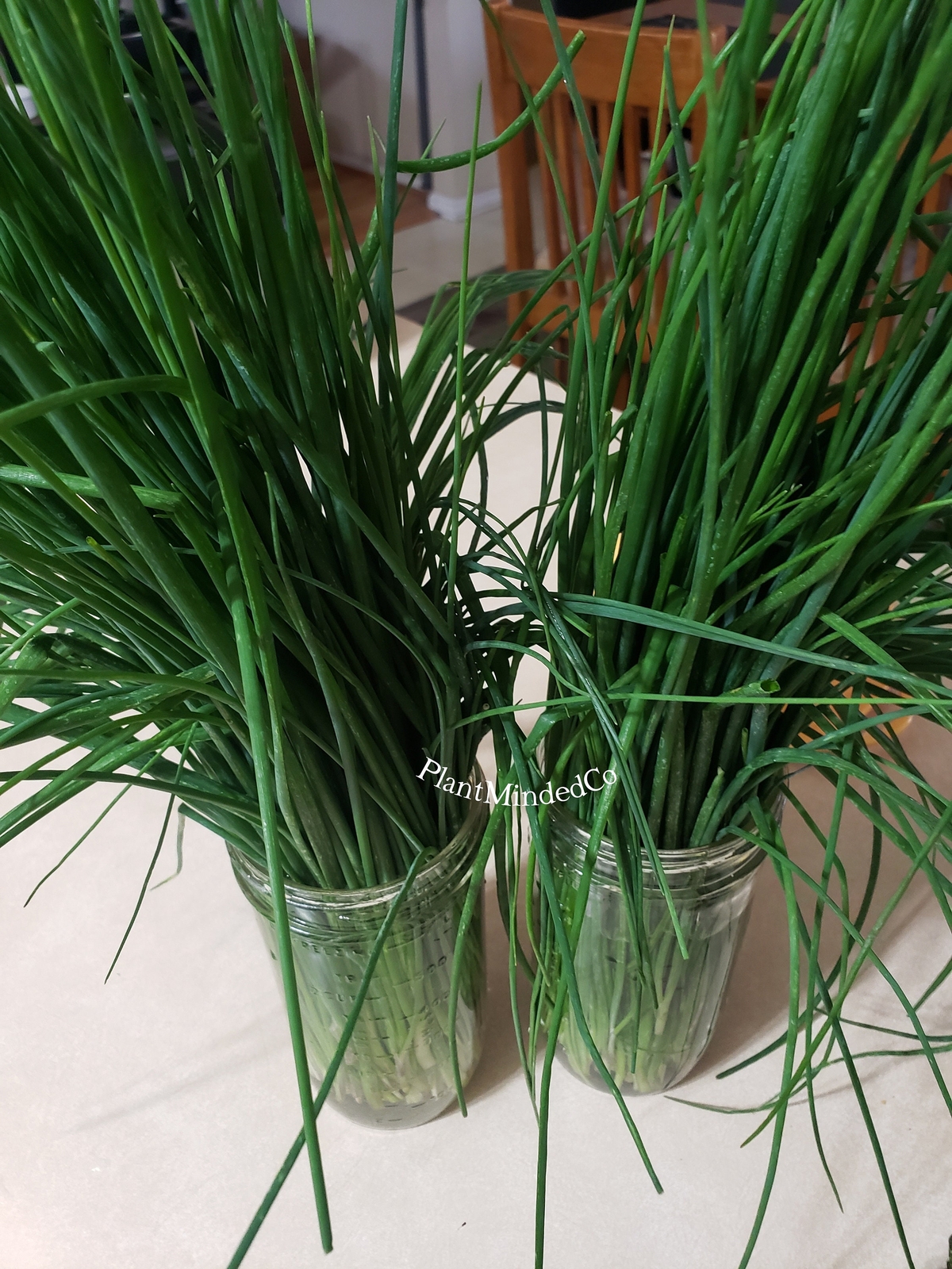 CHIVES | Culinary Herb | Allium schoenoprasum | Pretty & Taste! | 100+ SEEDS