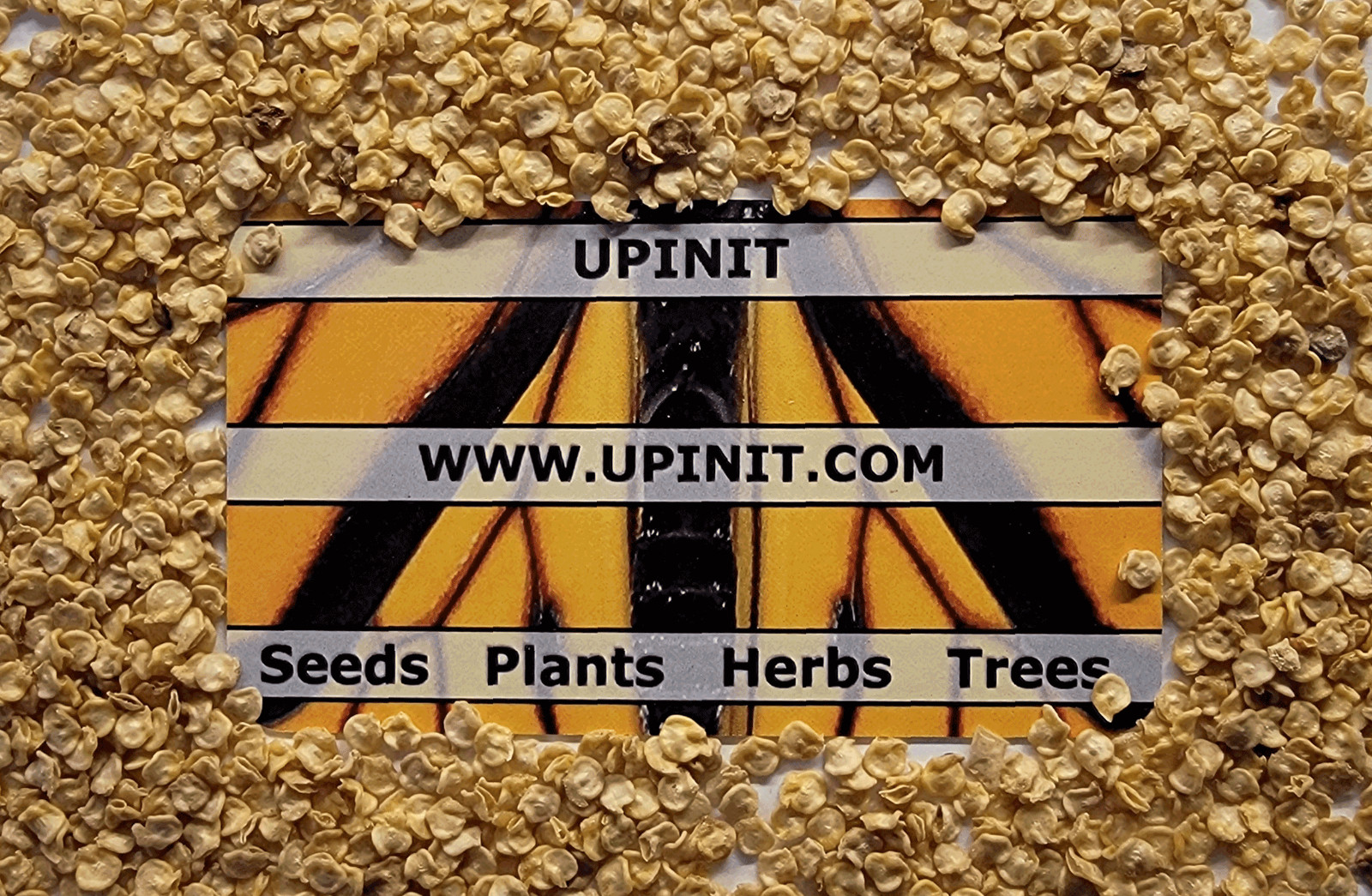 Habanero Pepper Seeds (FREE SHIPPING) Best Pepper flavor
