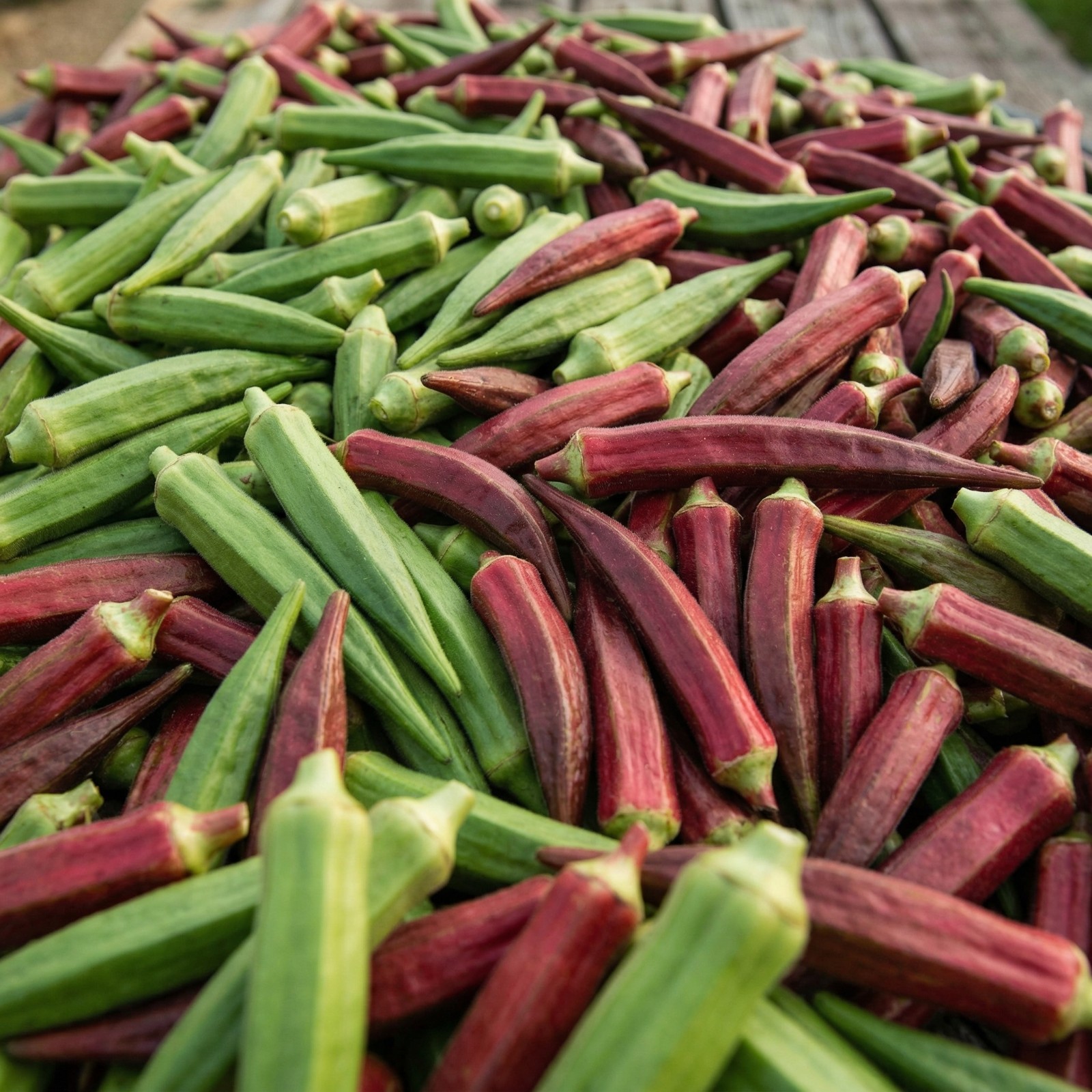 Okra HEAVY HITTER + RED BURGUNDYHeirloom 2 Pack High Yield Garden Combo 60 Seeds