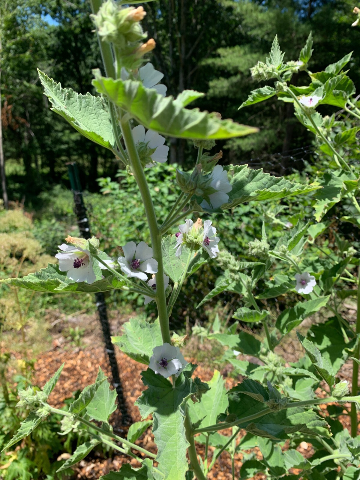 25 Organically Grown Marshmallow Seeds (Althaea Officinalis) – Medicinal Herb