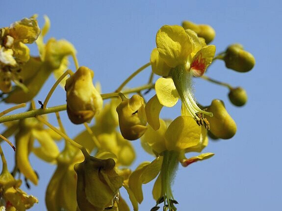 Caesalpinia crista | Gray Nicker | 5 Seeds