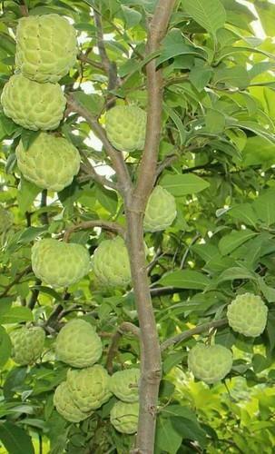 10 Seeds Organic Sugar Apple Annona Squamosa Tropical Fruit Plant , 2024 Season