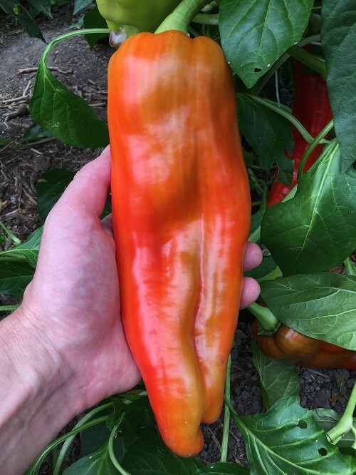 Survivalist/Prepper Seed Cache, Huge 300,000 Veggie, Fruit & Sprout Seeds