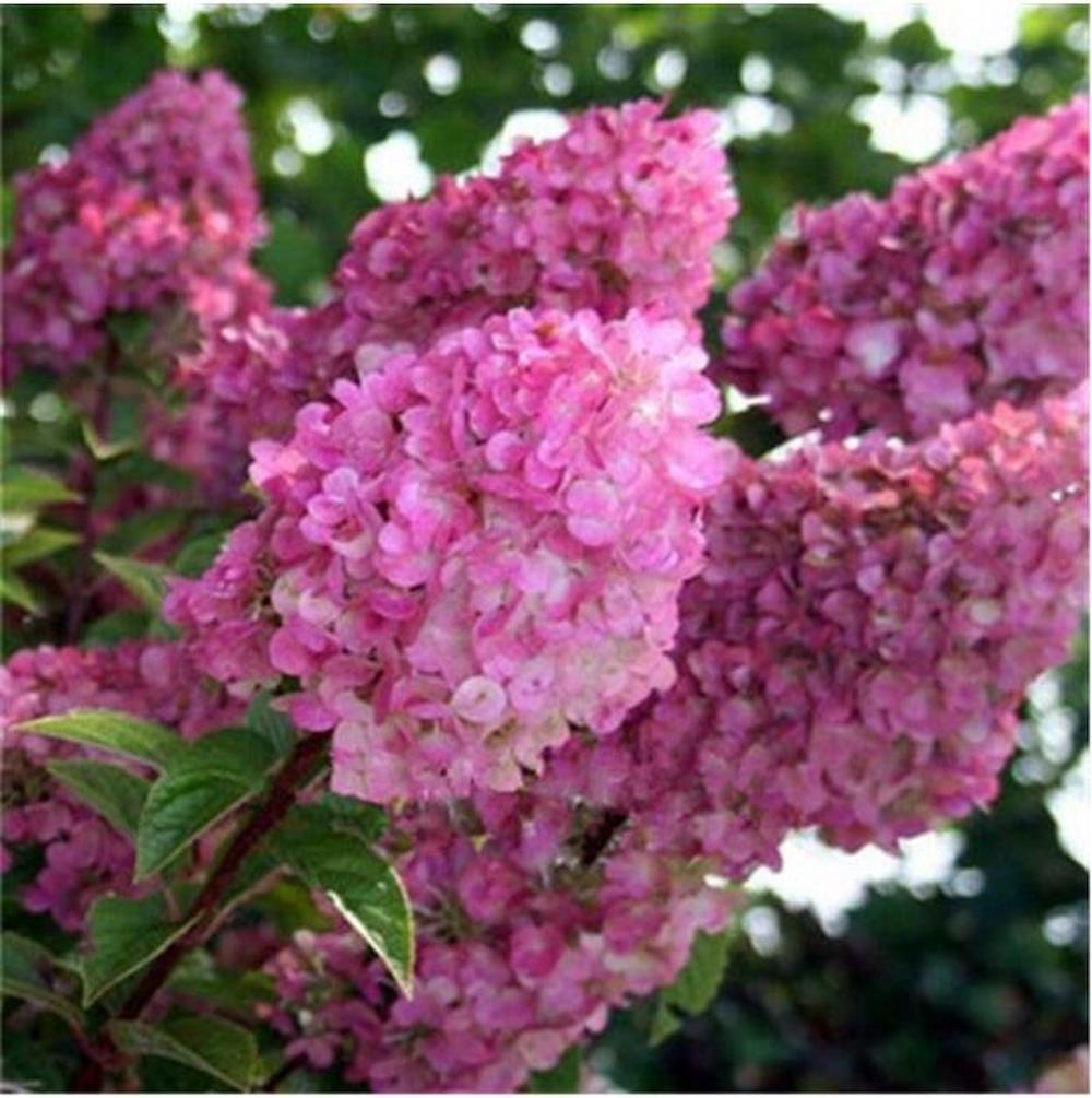 20 EXOTIC RARE HYDRANGEA SEEDS for garden bloom flower bed plant bush USA SELLER