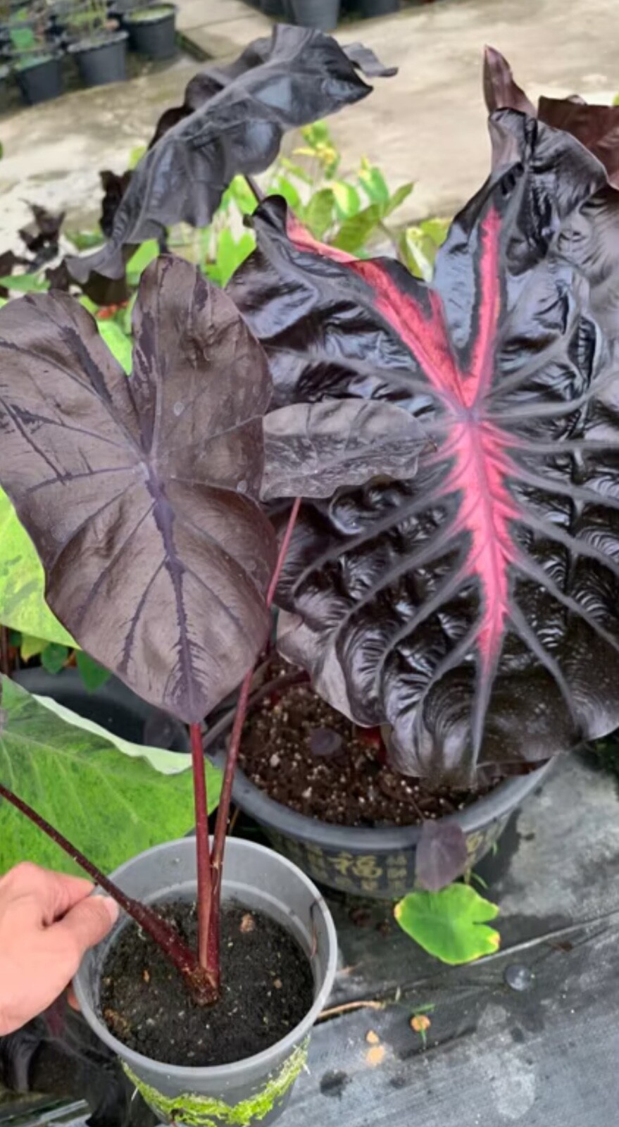 AUTHENTIC Colocasia Black Lava 1 bulbs