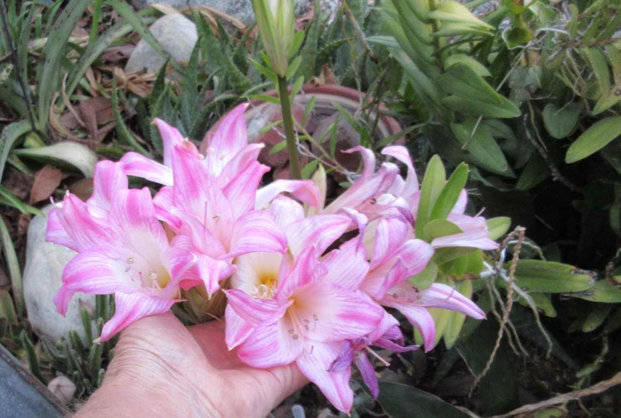 Amaryllis Belladonna Hybrid White with Stripe Dark Pink Tips Naked Lady 1 bulb