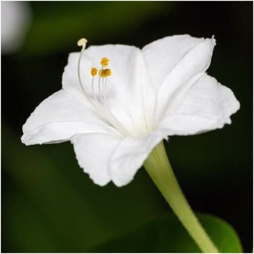 White Four O’ Clock Seeds For Planting (Mirabilis jalapa)